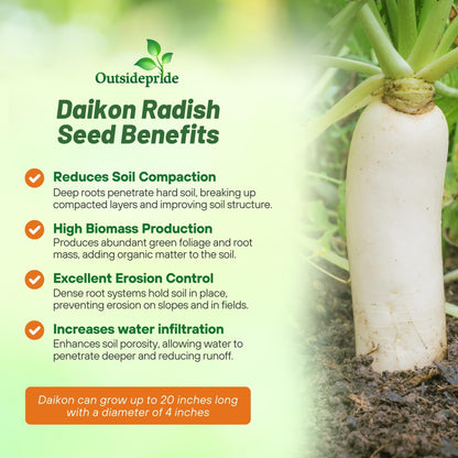 Outsidepride Annual Daikon Radish Seeds - 5 lbs. Chinese, Japanese, & Oriental Radish Seeds for Soil Health, Erosion Control, & Soil Aeration - Ideal for Gardens, Cover Crops, Pastures, & Food Plots