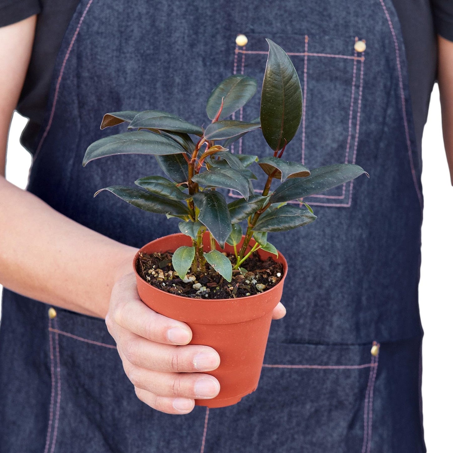 9 Pack Ficus Elastica 'Burgundy' in 4in Pot - Live Plants Tropical Houseplants | Variegated | USA Growers | The Snobby Leaf