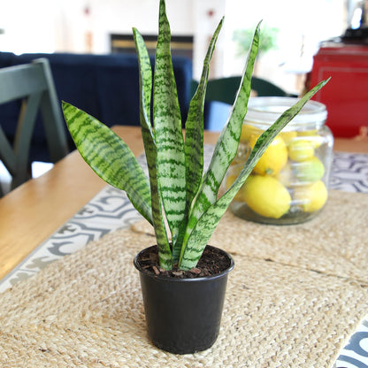 Altman Plants Live Snake Plant (Zeylanica), Approx. 13" Tall, Virtually Indestructible Easy Succulent Houseplant, 4 in Pot