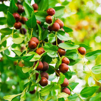 20 Pcs Indian Jujube Tree Seeds (Ziziphus Jujuba) for Planting – Fruit Seeds for Home Garden, Terrace Garden, Outdoor Pots, and Backyard Growing