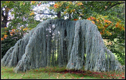Weeping Blue Atlas Cedar 3 - Year Live Tree
