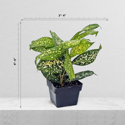 12 Pack Live Florida Beauty Golddust Spoted-Leaf Dracaena Surculosa, Variegated Indoor Potted Houseplant, Office Gift, Get Well Gift, Birthday Gift, Thank You Gift in 3" Pot