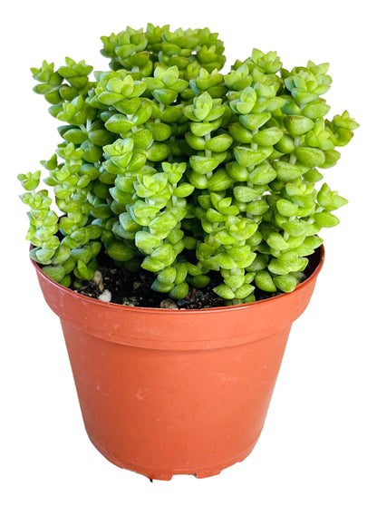 Crassula 'Tom Thumb',Succulents Plants Live Rooted in 4" Pot with Soil Mix, Rare House Plant for Home Indoor Holiday Wedding Garden Decor, DIY Projects, Party Favor Gift for Her by Fatplants