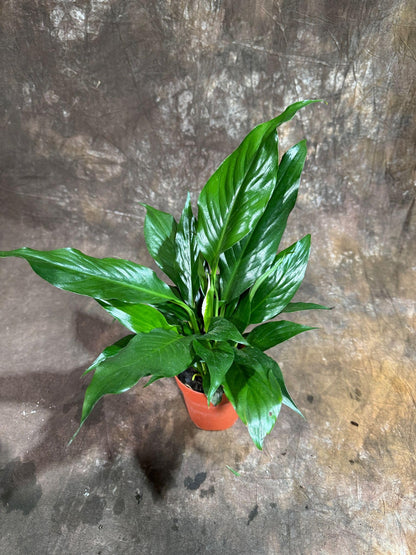 PLANTVERS Peace Lily Plant in a 4" Nursery Pot – Spathiphyllum Peace Lily – Live Indoor Flowering Plant – White Flowering Plant – Air Purifying & Low Maintenance Houseplant