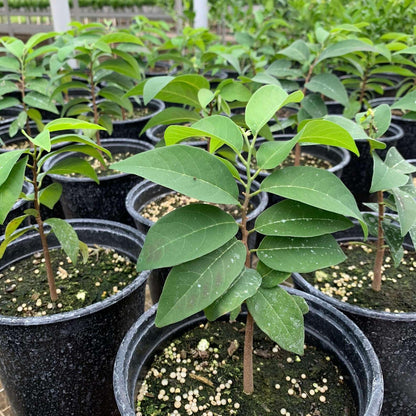Live Plant - Sugar Apple (Annona Squamosa) Big Live Fruit Tree 12”-24”