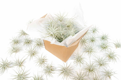 Air Plant Shop 10 Pack Rare Tectorum Ecuador Air Plants - Unique, Bright White, Nursery-Grown Tillandsia House Plant with Fuzzy Trichomes for Terrariums, Driftwood & Living Walls - Wholesale
