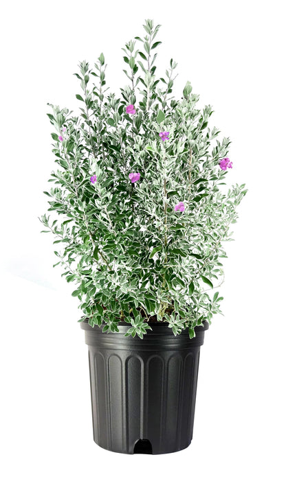 Texas Sage | 1 Extra Large Trade 3 Gallon Plant | Leucophyllum frutescens | Drought Tolerant | Low Maintenance Landscaping