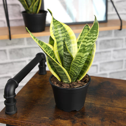 Live Snake Plant, Sansevieria trifasciata Superba, Fully Rooted Indoor House Plant in Pot, Mother in Law Tongue Sansevieria Plant, Potted Succulent Plant, Houseplant in Potting Soil by Plants for Pets