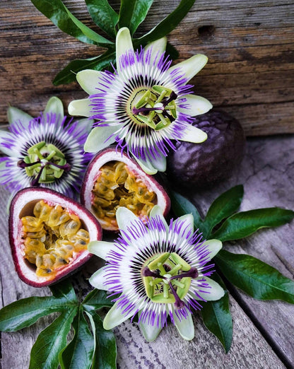 400 pcs Passion Fruit Seeds Tropical Climbing Vine Outdoor Indoor Home Garden Plant Seeds Heirloom
