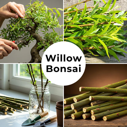 Abby’s Willow Bonsai Forest – 5 Willow Cuttings – Easy-to-Grow, Miniature Trees for Indoor or Outdoor Gardens