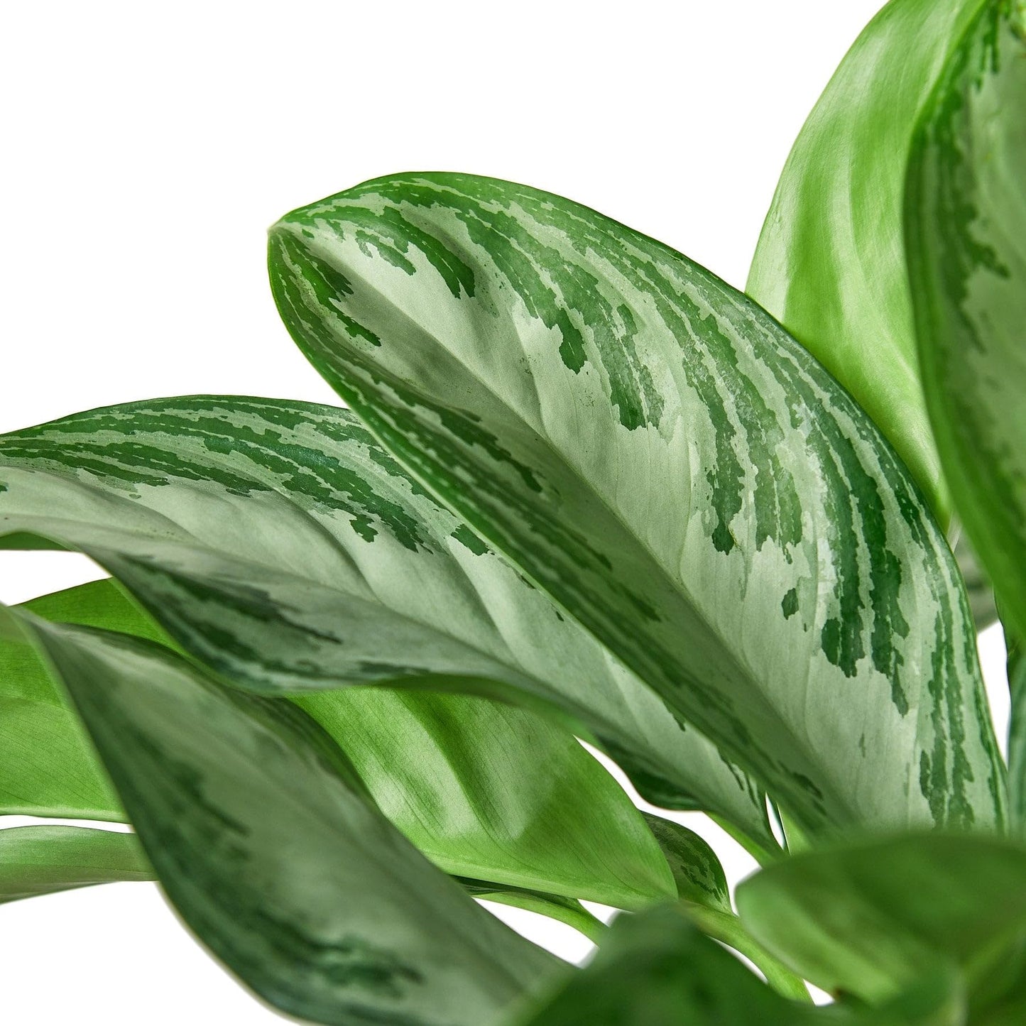 9 Pack Chinese Evergreen 'Silver Bay' in 6in Pot - Live Plants Tropical Houseplants | Variegated | USA Growers | The Snobby Leaf