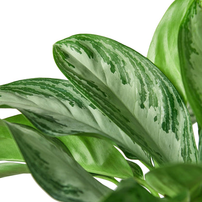 7 Pack Chinese Evergreen 'Silver Bay' in 6in Pot - Live Plants Tropical Houseplants | Variegated | USA Growers | The Snobby Leaf