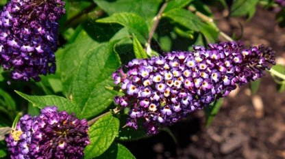 Buddleia Davidii Butterfly Bush Blueberry Pie | 3 Live Plants | Fragrant Blooms, Attracts Butterflies, Summer Flowering, Drought Tolerant, Fast Growing, Low Maintenance, Ornamental Shrub