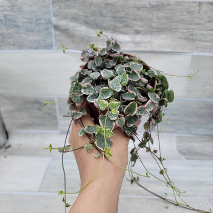 Rare Variegated String of Hearts - Ceropegia Woodii Variegata, Live Houseplants in 4" Pot by 3exoticgreen | Indoor Plants, Live Indoor Plants | Variegated Purple Hearts Plant