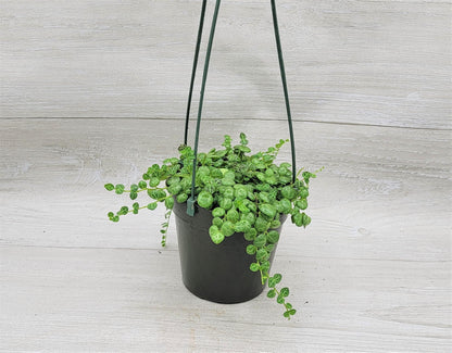 String of Turtles,Peperomia Prostrata Plant Live Rare Houseplants All Plants are Fully Rooted Plants in 4 inch Hanging Pot by 3exoticgreen