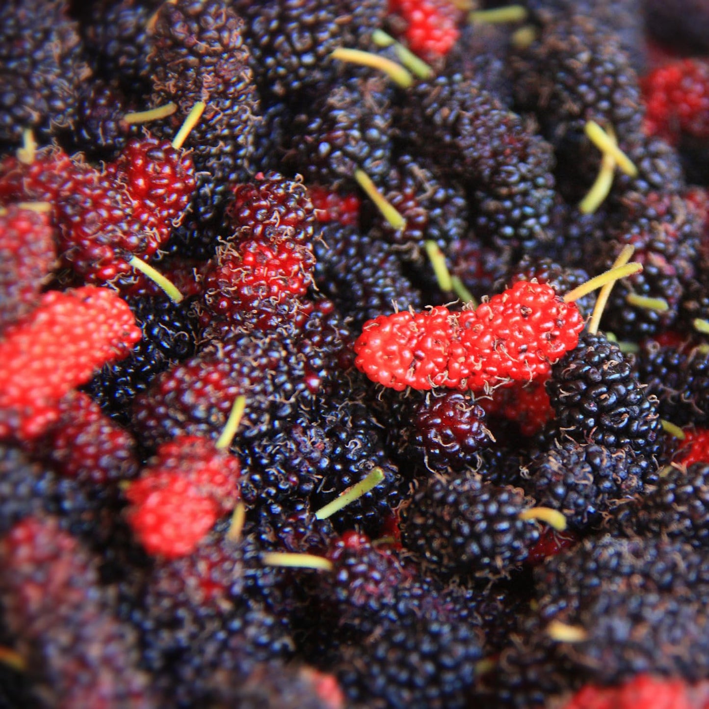 Dwarf Everbearing Mulberry Tree Live Plant Well-Rooted, Berry Seedlings Mulberries Fruit Edible, Outdoor Planting, 4-8 Inc Tall, No Pot
