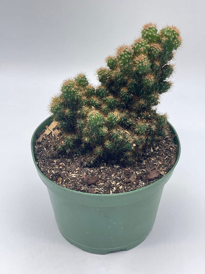 BubbleBlooms Peruvian Apple Cactus in a 6 inch Pot Crested, Repandus, uruguayanus, Hedge Cacti, Cereus