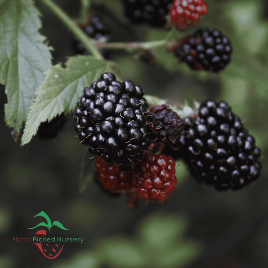BlackBerry Plants, 'Prime Ark Freedom' Blackberries - Thornless Primocane (First Year Berries) Variety - BlackBerry Plants from Hand Picked Nursery (1)