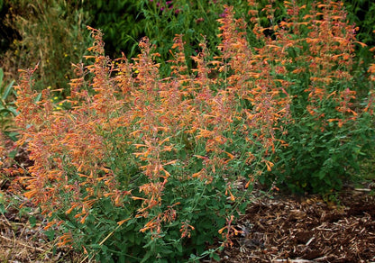 Agastache Apricot Sprite Seeds, Hummingbird Mint, Orange Tubular Flowers, Drought-Tolerant Perennial, 50 Count