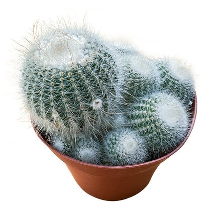 Sprout N Green Silver Ball Cactus, 1 Pack Live Parodia scopa Cactus Plant Rooted in 4in Nursery Pot, Indoor Outdoor Office Home Holiday Décor