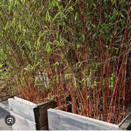 Live Plant - Scabrida Bamboo-fargesia-Rooted Plant-Clumping Non-Invasive-Cold Hardy-18-24”