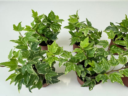 Variegated English Ivy (6 Plants) (2" Mini Pots/Starter Plants) 'Hedera Helix' | Terrariums | Fairy Gardens | Ground Cover