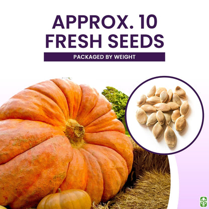 Giant Pumpkin Seeds for Planting – 10 Dill’s Atlantic Seeds for Record-Breaking Pumpkins! – Vegetables for Outdoor Planting – Grown in The USA