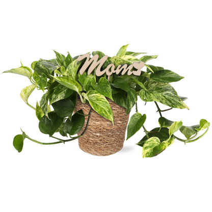 Green Circle Growers 5" Pothos in a Seagrass Pot with Mom Pick, Live Indoor Plant, House Plant