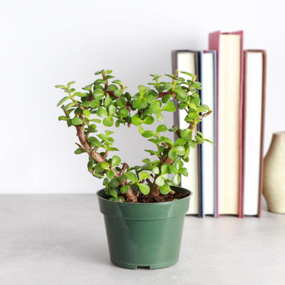 Thorsen's Greenhouse, Heart-Shaped Jade Bonsai Plant, Live Indoor Plant, Gift, Succulent Plant, 4-inch Diameter Pot (Nursery Pot)
