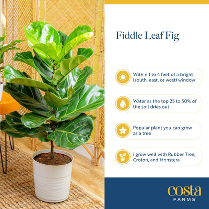 Costa Farms Baby Fiddle Leaf Fig Live Plant in Decorative Pot, Indoor Houseplant, Perfect for Home, Room, or Office Decor, Great House Warming or Birthday Gift, 12-18 Inches Tall