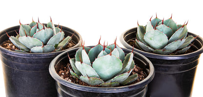 The Cactus Outlet Agave Parryi Truncata