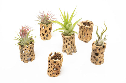 Air Plant Shop 5 Pack 3 Inch Cholla Cactus Holders with Assorted Air Plants- Wholesale and Bulk - Succulents - Live Tillandsia - Easy Care Indoor and Outdoor House Plants