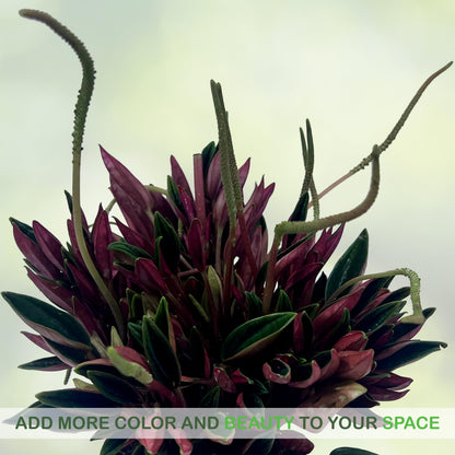 LEAL PLANTS ECUADOR Peperomia Rosso (Pack of 2) Live Indoor Plant, Easy-Care Tropical Houseplant, Natural Air Purifier, Perfect for Home Decor, Unique Gift for Plant Lovers