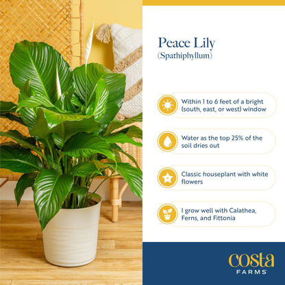 Costa Farms Peace Lily Live Indoor Plant, Spathiphyllum in Decorative Pot, Easy Care Houseplant, Natural Air Purifier, Flowering Office or Home Decor, Gift, 14-24 Inches Tall