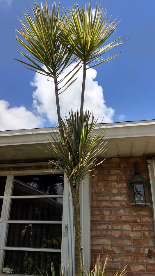 Madagascar Dragon Tree Green/Red Bi‑Color Live 12" Rooted Houseplant – Easy Indoor Air‑Purifying