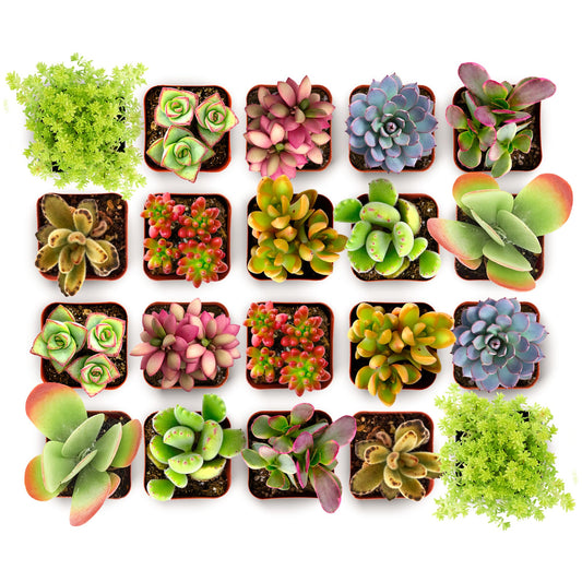 Shop Succulents Endless Summer Succulent Pack Collection - Live Mini Succulent Plants, Low Maintenance, Colors & Textures - Wedding and Party Favors, Gift & Garden, Pack of 32