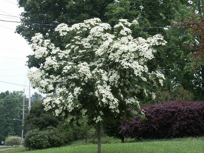 Live Plant - Kousa Japanese Dogwood Tree - 24-36" Tall Live Plant - Potted - Cornus kousa
