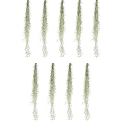 ragnaroc Tillandsia Usneoides ‘Thick-Colombian Spanish Moss’ - ragnaroc Indoor Tropical Plant 16” / 9 oz - Live Arrival Guaranteed - Live Air Plant & House Plants for Home Decor & Gift