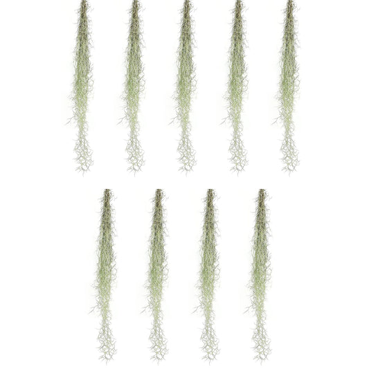 ragnaroc Tillandsia Usneoides ‘Thick-Colombian Spanish Moss’ - ragnaroc Indoor Tropical Plant 16” / 9 oz - Live Arrival Guaranteed - Live Air Plant & House Plants for Home Decor & Gift