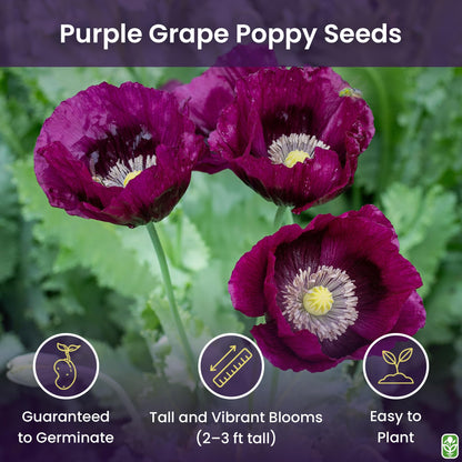 Purple Grape Poppy Seeds - Tall Poppy with Black Markings - 3000 Seeds