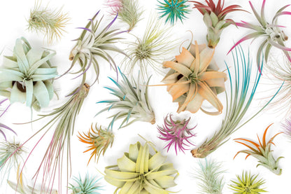 Colorful Mini Tillandsia Xerographica Air Plants in Custom Vibrant Tones - (Citrus, Pack of 3)