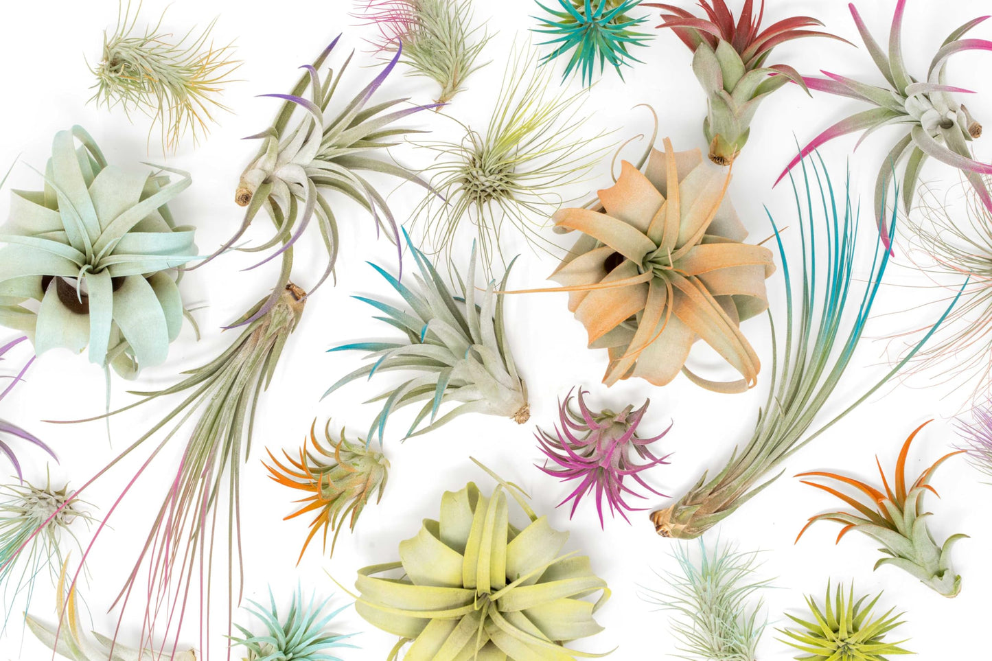 Colorful Mini Tillandsia Xerographica Air Plants in Custom Vibrant Tones - (Hawaiian Sunset, Pack of 3)