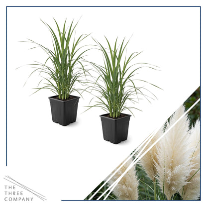 Live Ornamental Pampas Grass (Cortaderia selloana) - White (2 Pack) - Perennial Accent Plant - 10" Tall by 5" Wide in 1.5 Qt Pot