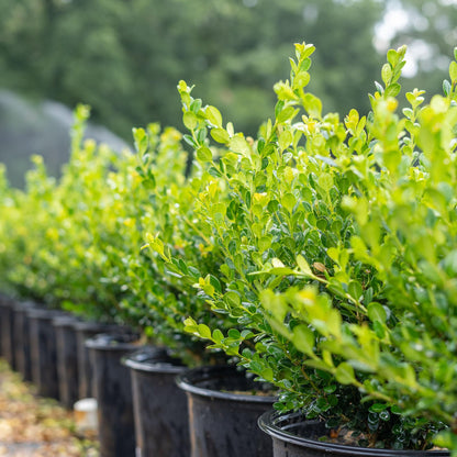 Perfect Plants Winter Gem Boxwood 1 Gallon | Live Shrub for Landscaping, Topiary, Hedges | Evergreen & Low Maintenance