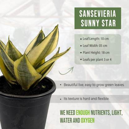 LEAL PLANTS ECUADOR Sansevieria Sunny Star (Pack of 2)| Sansevieria Laurentii – Sansevieria trifasciata Indoor Plant, Variegated Snake Plant, Unique Gift for Plant Lovers