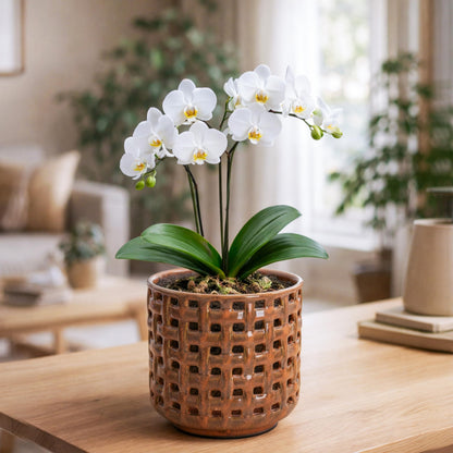 D'vine Dev 6.7 Inch Ceramic Orchid Planter with Lattice Cutout Design, Glazed Cachepot with Clear Nursery Pot & Detachable Saucer for Orchids and Indoor Plants, Pumpkin, 28-A-Y-5