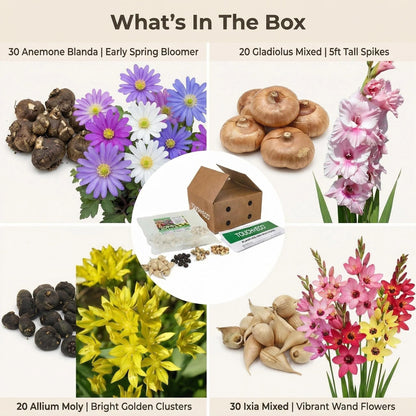 Premium Spring Flower Blub Collection100 Bulbs - Attracts Bees, Butterflies & Hummingbirds - Easy to Grow Perennials - 1000's Sold | Easy-Care | Perennials | Deer Resistant