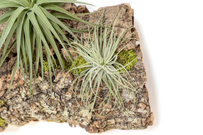 Air Plant Shop Fully Assembled Air Plant Cork Bark Displays - Wholesale and Bulk - Succulents - Live Tillandsia - Easy Care Indoor and Outdoor House Plants (Small)
