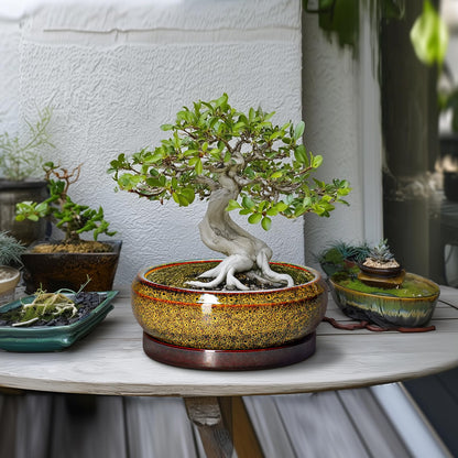 EPFamily Bonsai Pots Ceramic - 10 Inch Succulent Planters Indoor Outdoor, Shallow Planter with Drainage Hole and Saucer, Round Planter Bowl, Succulent Pots, House Decor, Gifts for Plant Lover, Yellow
