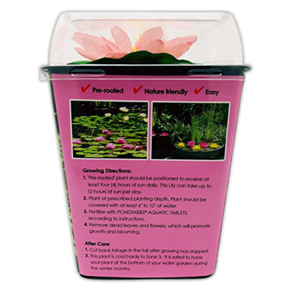 Chalily Water Lily Aquatic Plants Live Lilies Real Small or Big Pond Plant Lilly Ponds Cold Hardy Pads Grow waterlillies Flowering rhizomes Outdoor lilys Waterlily Lillies pre Grown lillys pad Pink
